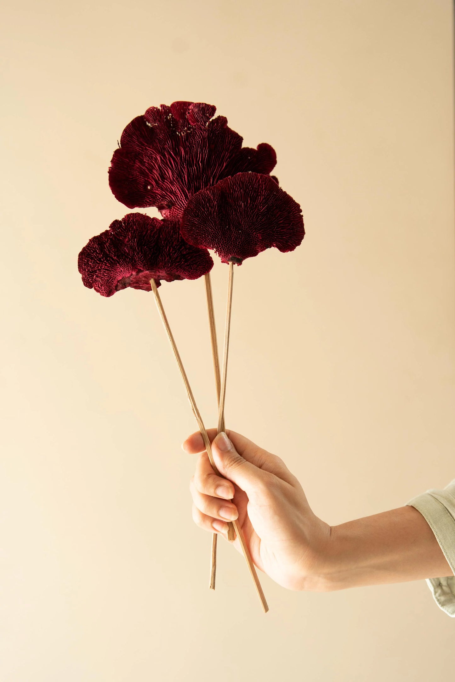 Red Sponge mushroom