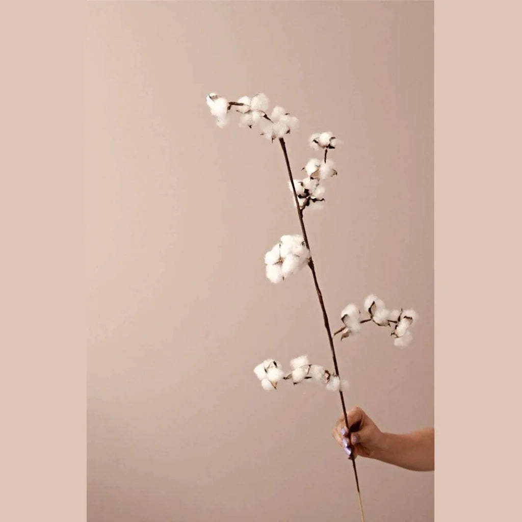 Cotton bloom stems