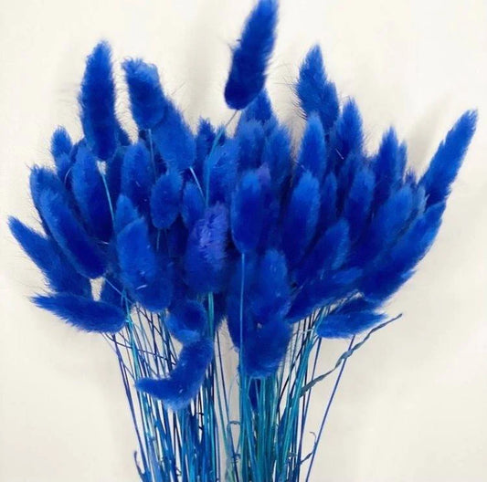 Royal Blue-Bunny tails-set of 50 stems