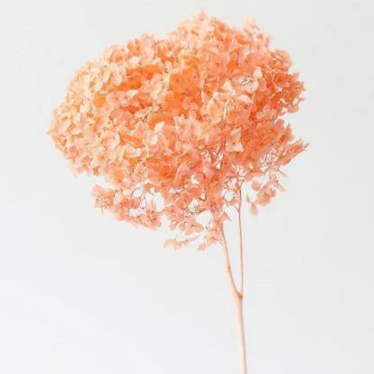 Hydrangeas _Peach