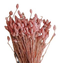 Phalaris- Pink