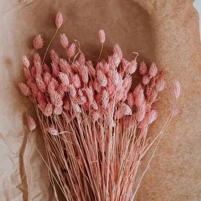 Phalaris- Pink