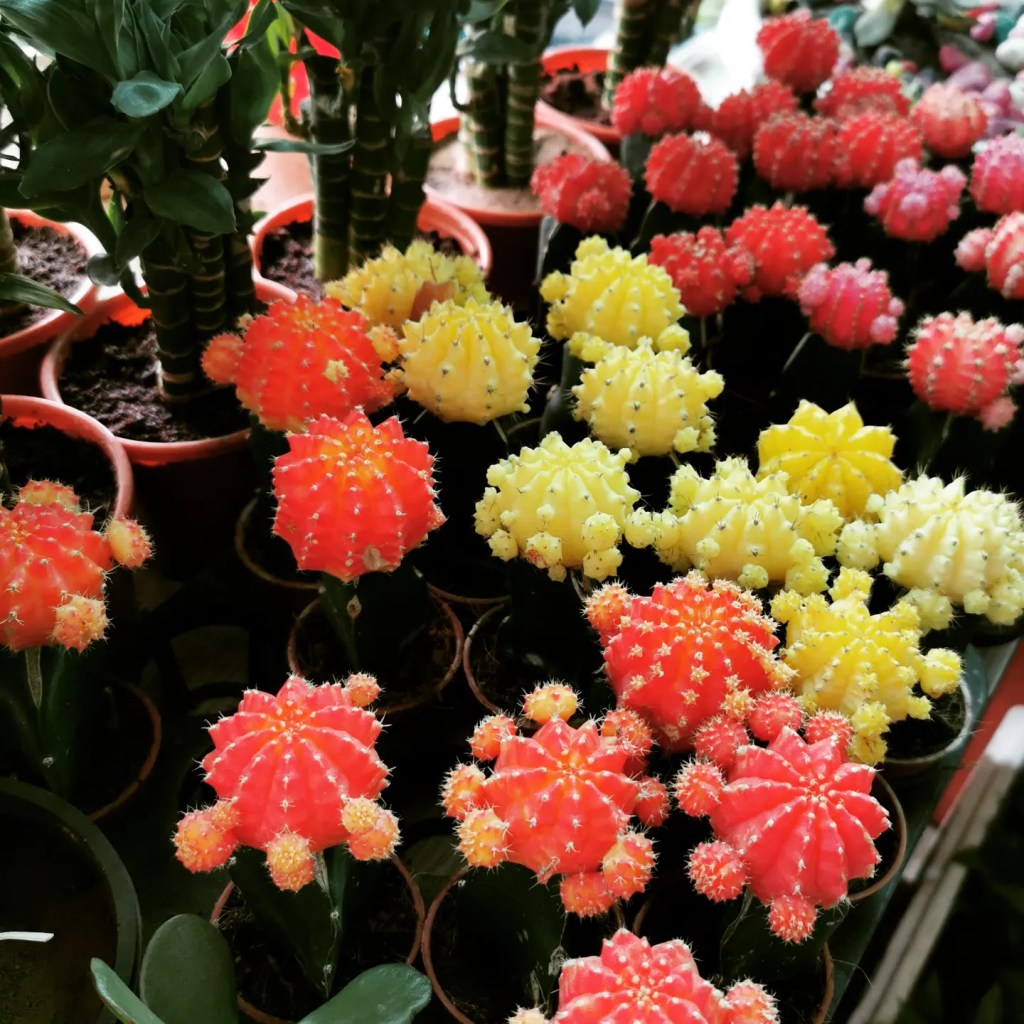 Enjoy this Monsoon with DA Furniture&nbsp;Studio